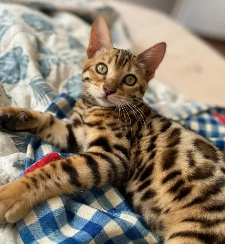 Filhotes gato Bengal