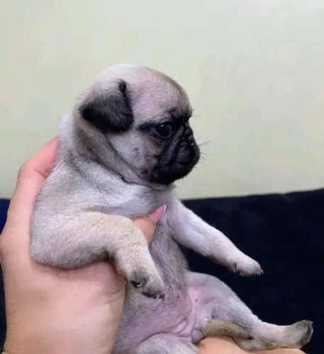 Pug