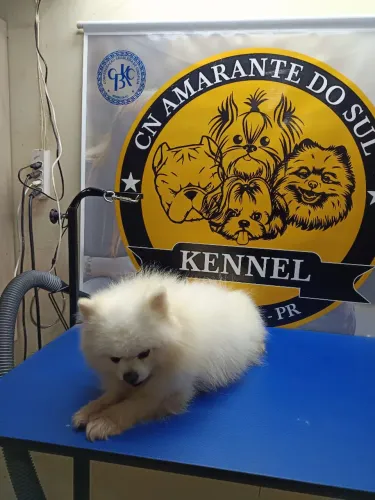 Spitz alemão 