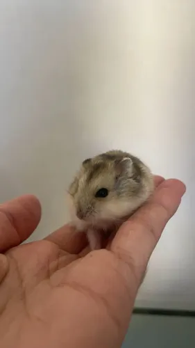 Vendo hamster anão russo