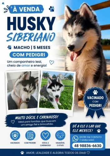 Husky siberiano macho