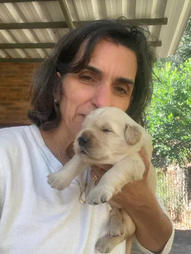 Filhote de Golden Retrivier pais com pedigree