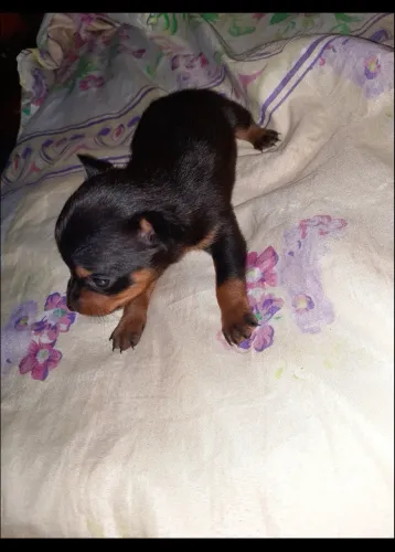 Mini Pinscher Macho número 0
