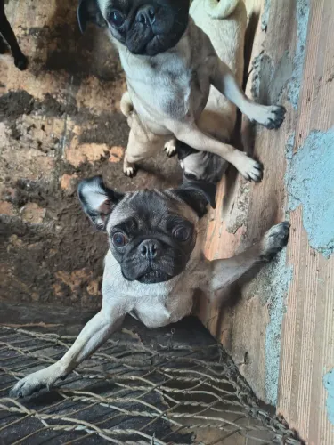 Pug Adulto