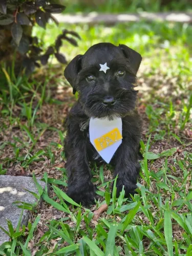 Schnauzer Miniatura | Entrega em Cascavel 03/02