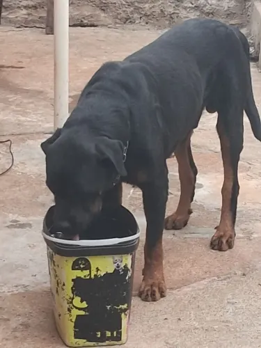 Rotwiler macho 1anoe8 meses alemão