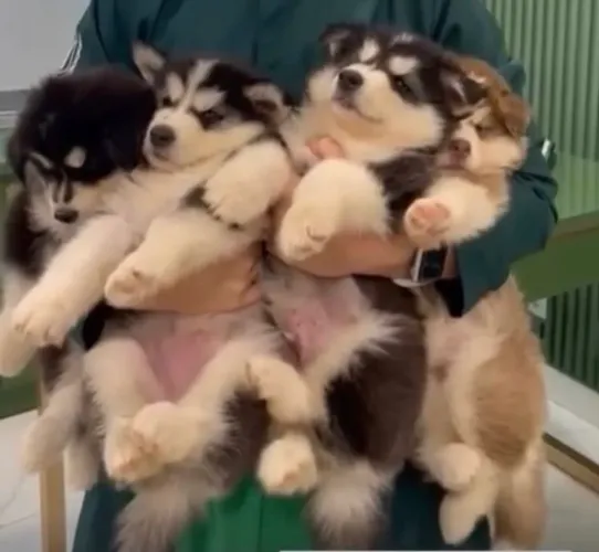 Filhotes de Husky Siberiano a venda