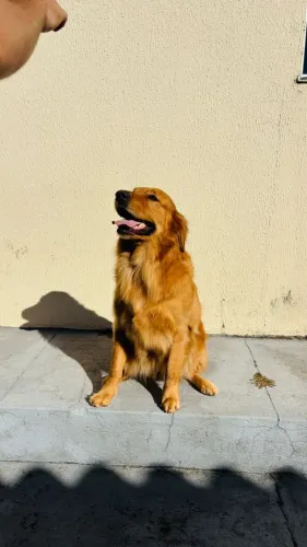 Golden fêmea 