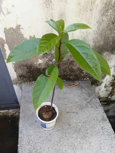 Muda de Abacate Paulista (Grande)