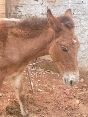 Vendo Burro 2500 reais