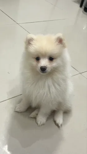 Spitz alemão