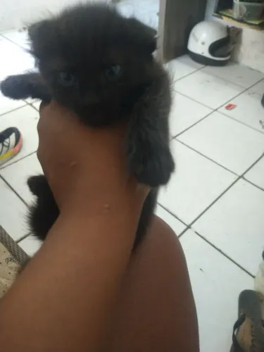 Filhote de gatos para doação