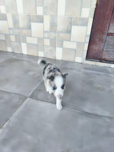 Filhotes de Border Collie