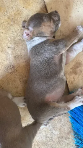 Filhotes de Pitbull monster