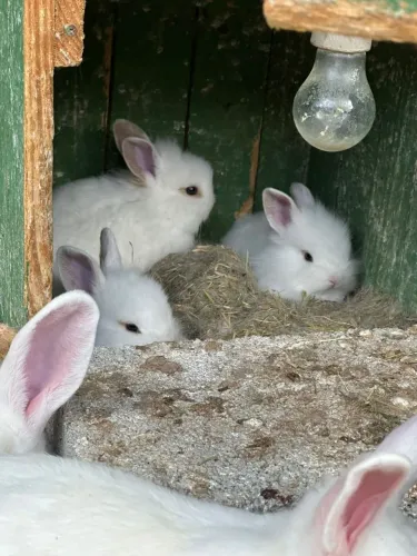 Coelhos fêmeas e macho