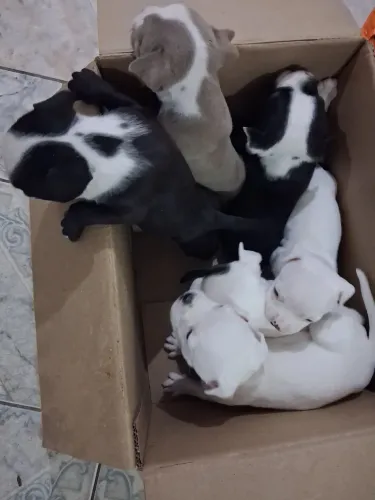 Filhotes De  American Bully