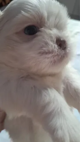 Cachorro Shitzu machinho 