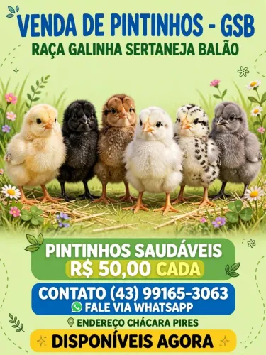 Pintinhos GSB