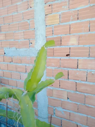 Muda de Pitaya 
