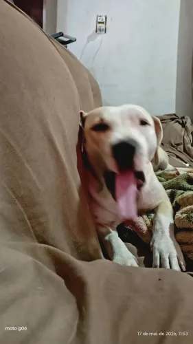 Doação de Pitbull com labrador 