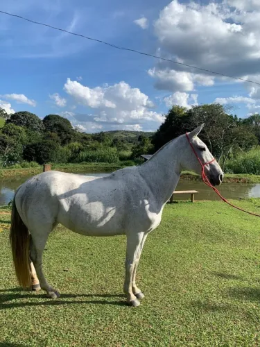 Égua