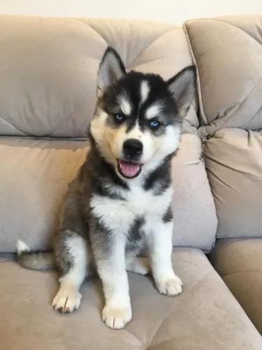 Husky siberiano Um filhote fofo para quem procura algo fora do comum