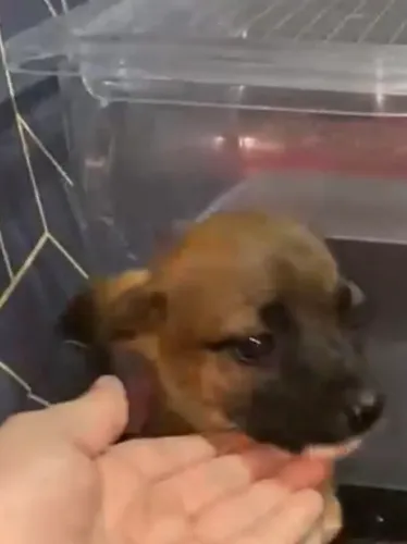 Pinscher