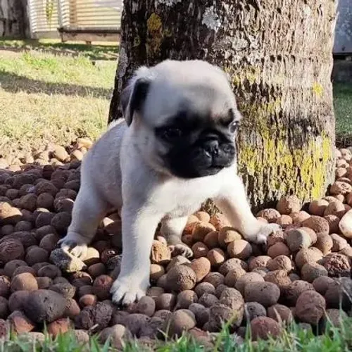 Pug filhotes 