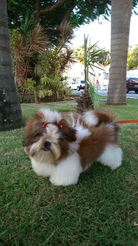 Filhotinhos de Shih Tzu