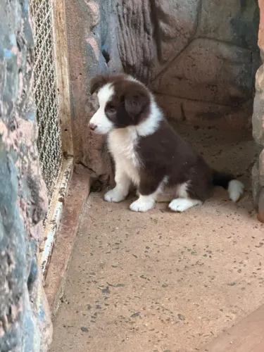 Border collie inteligente
