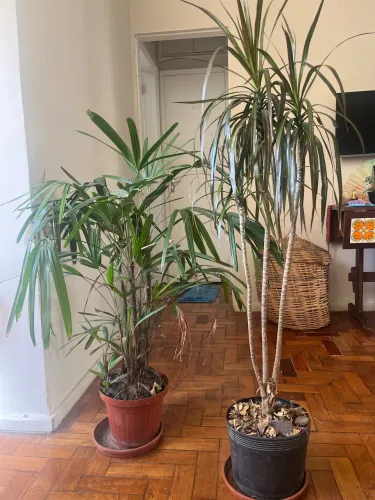 Palmeira Ráfis _ Planta Ornamental