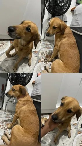 LINDA FÊMEA LABRADOR × PASTOR ALEMÃO | 3 ANOS.