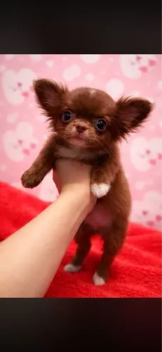 LINDOS CHIHUAHUA