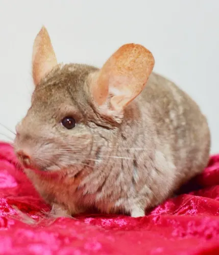 Chinchila Bege machos e fêmeas(com veterinário responsável e especialista) 12x sem juros 