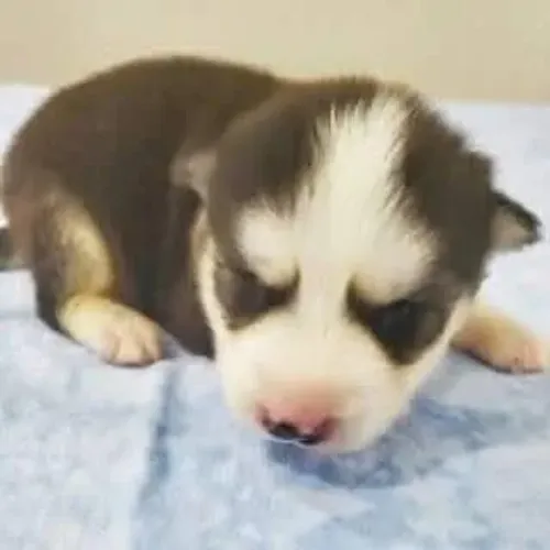 Filhotes de Husky Siberiano | Lealdade garantida!