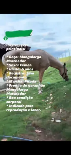 Égua manga larga 