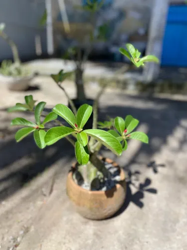 Rosa do deserto