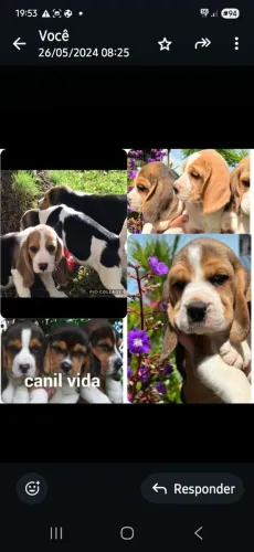 Beagle13 polegadas com pedigree