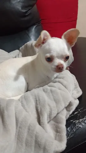 Pet