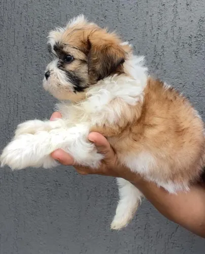 Vendo um lindo filhotinho de Lhasa Apso macho