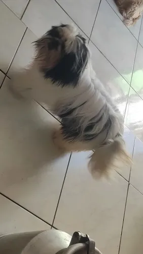 Shih tzu Macho super ursinho