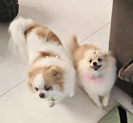Spitz Fêmea 7 meses 