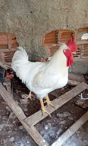 Galo GSB branco 