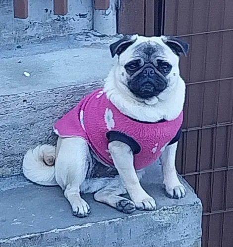 Pug fêmea
