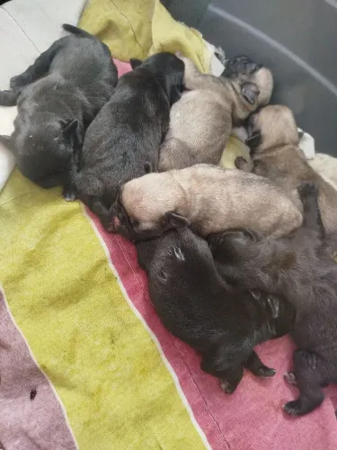 Filhotes de Pug apenas alguns disponíveis