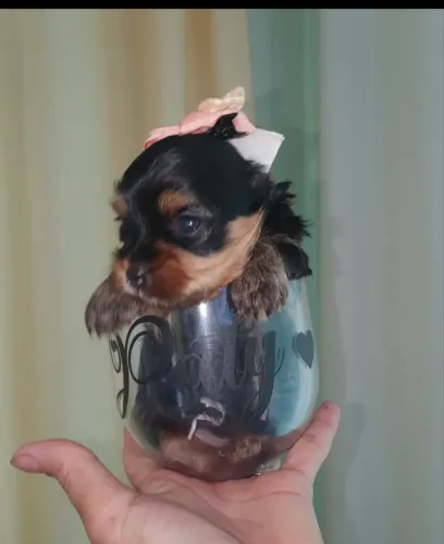 Vedo um lindo filhote de yorkshire fêmea
