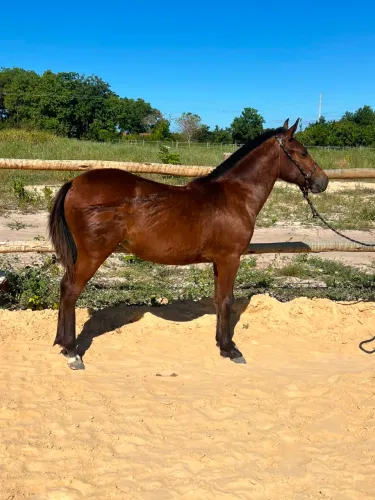 Potra mangalarga