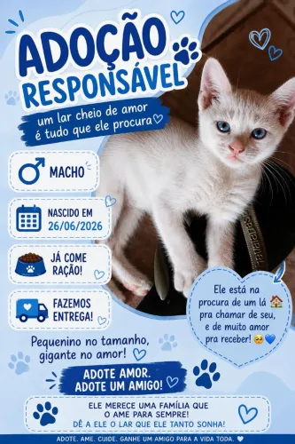 Gatinho Macho para Adoção