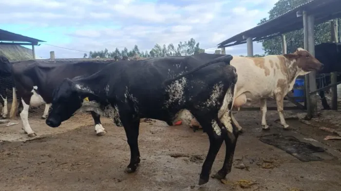 vacas de leite 