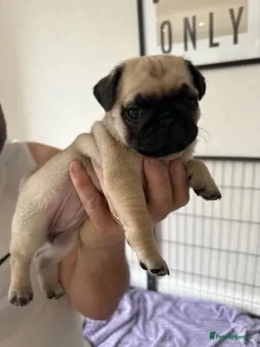 Cãozinho pug dócil e saudável pronto para entrega em SP